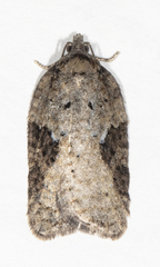 Acleris chalybeana