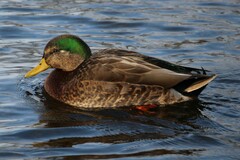 Anas rubripes × platyrhynchos