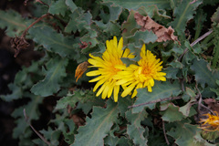 Reichardia ligulata