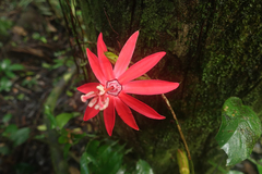Passiflora glandulosa
