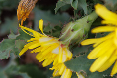 Reichardia ligulata