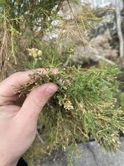 Rhopalomyia californica