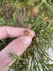 Rhopalomyia californica