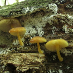 Pluteus romellii