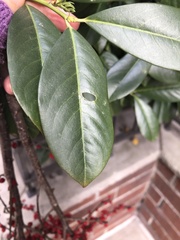 Wilsonomyces carpophilus