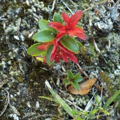 Gaultheria crassa