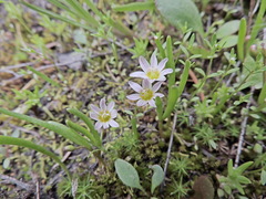 Lewisia triphylla