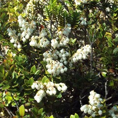 Gaultheria crassa