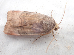 Noctua janthina