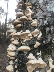 Irpiciporus