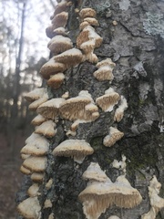 Irpiciporus