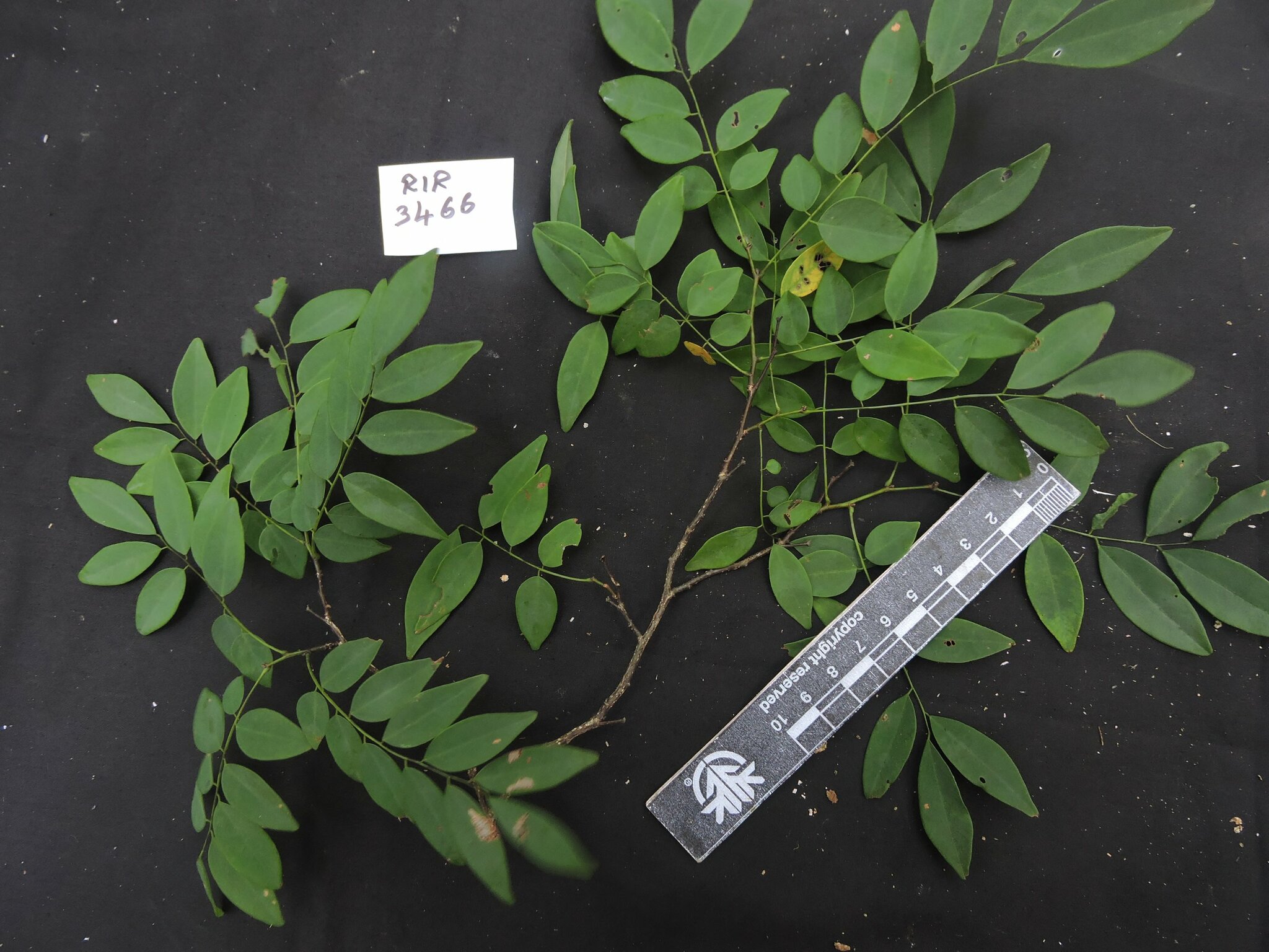 Dalbergia tricolor