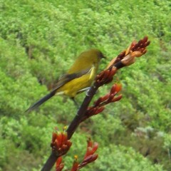 Anthornis melanura
