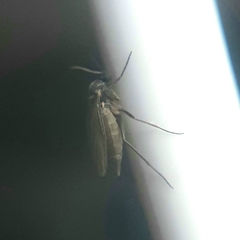 Diptera
