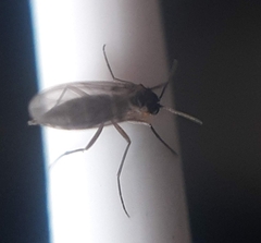 Diptera