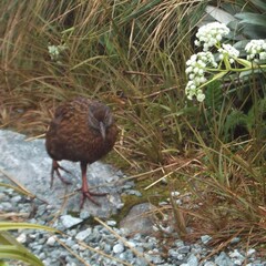 Gallirallus australis