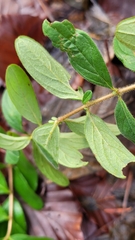 Hypericum hirsutum