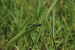 Oxyagrion ablutum