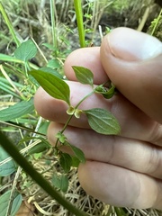 Scutellaria lateriflora