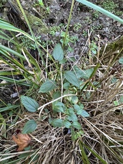 Scutellaria lateriflora