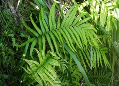 Blechnum triangularifolium