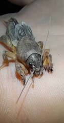 Gryllotalpidae