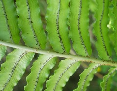 Blechnum triangularifolium