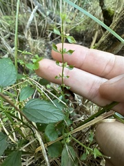 Scutellaria lateriflora