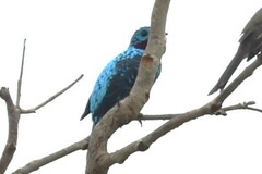 Cotinga cayana