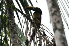 Pteroglossus castanotis