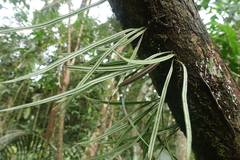 Elaphoglossum glabellum