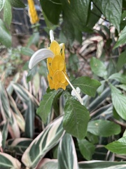 Pachystachys lutea
