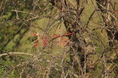 Fouquieria macdougalii
