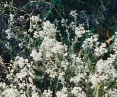 Teucrium capitatum gracillimum