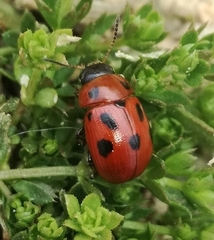 Gonioctena fornicata