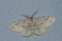 Melanolophia