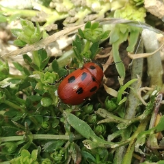Gonioctena fornicata