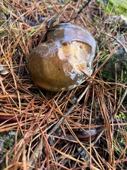 Suillus pungens