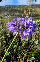 Agapanthus praecox