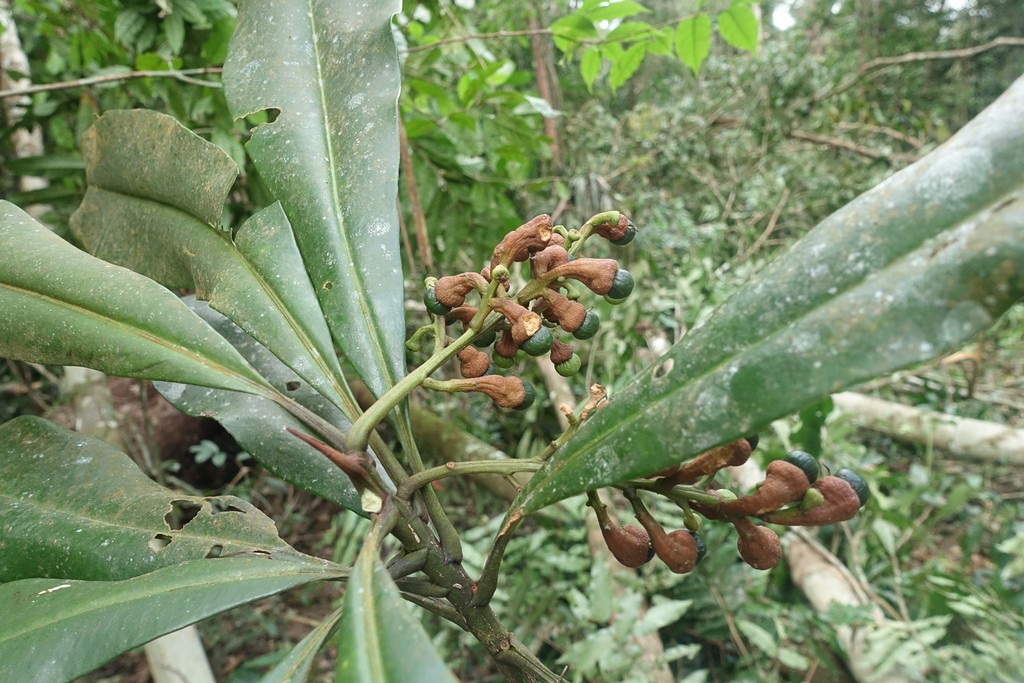 Rhabdodendron