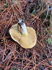 Suillus pungens