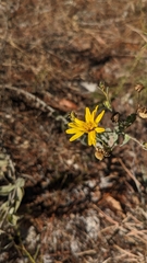 Chrysopsis scabrella