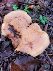 Polyporus decurrens