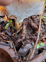 Polyporus decurrens