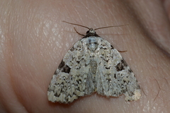 Leuconycta diphteroides