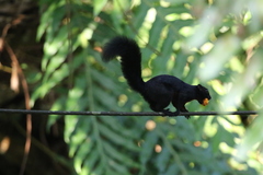 Callosciurus prevostii