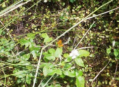 Lycaena edna