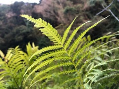 Pteris wallichiana