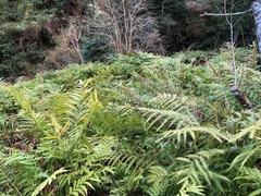 Pteris wallichiana