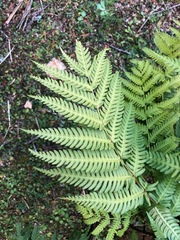 Pteris wallichiana